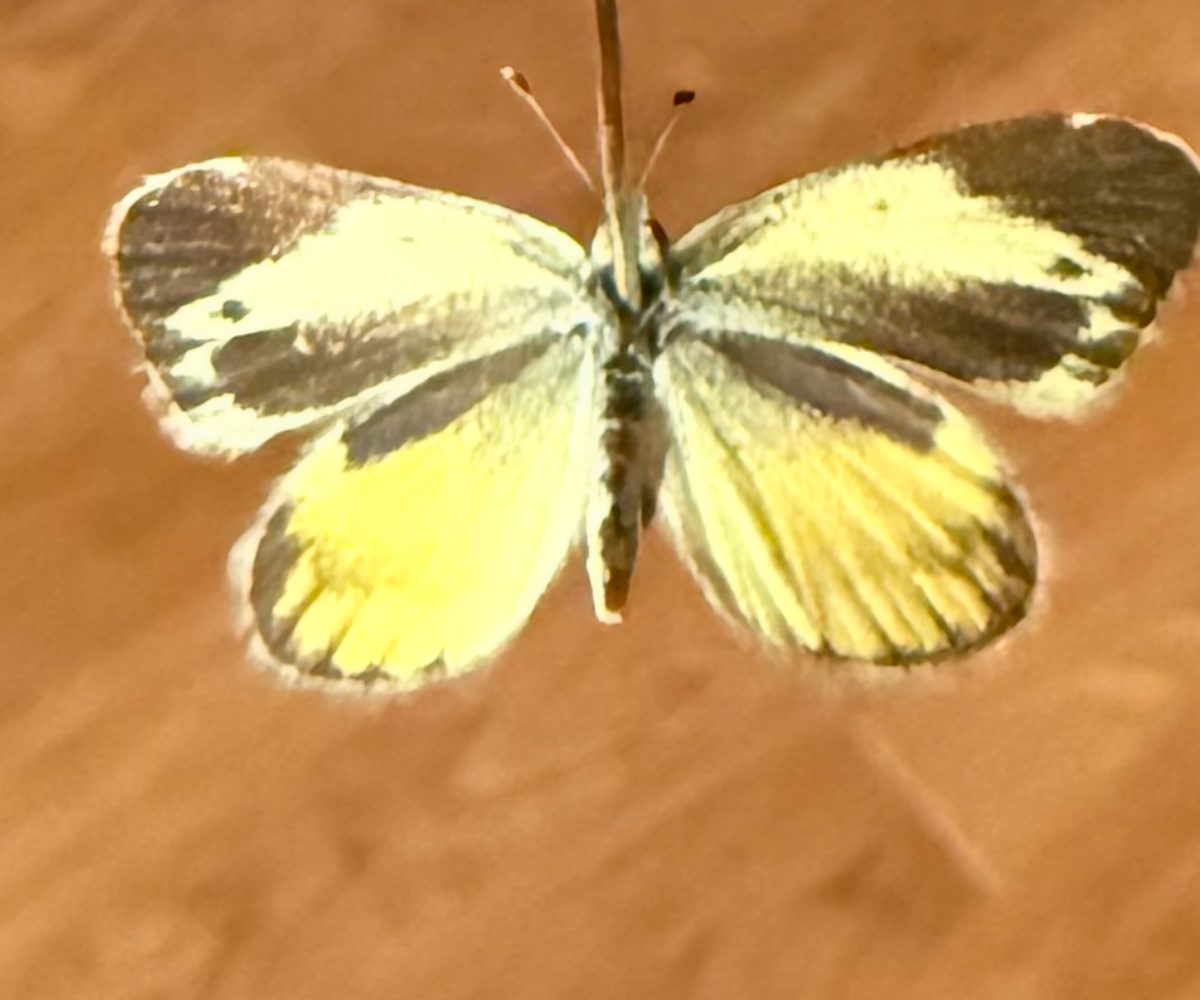 Dainty Sulphur — Papered Specimen