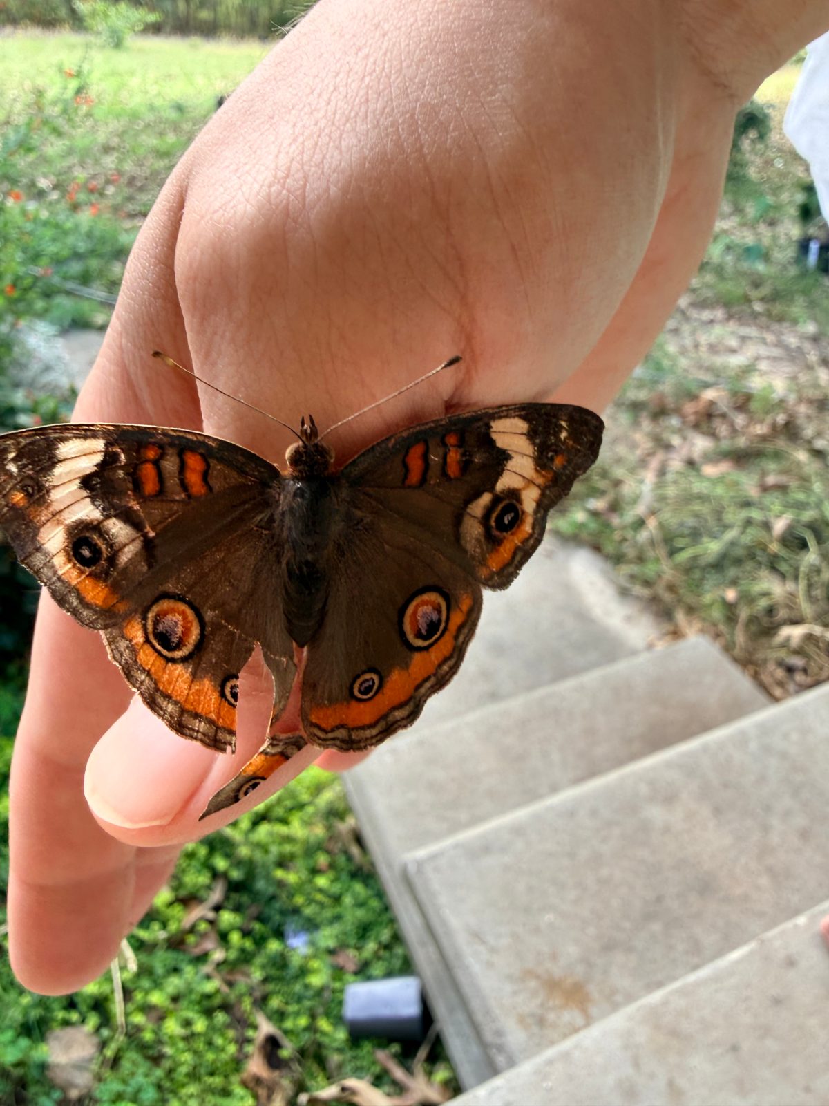 Common Buckeye — Framed Shadowbox