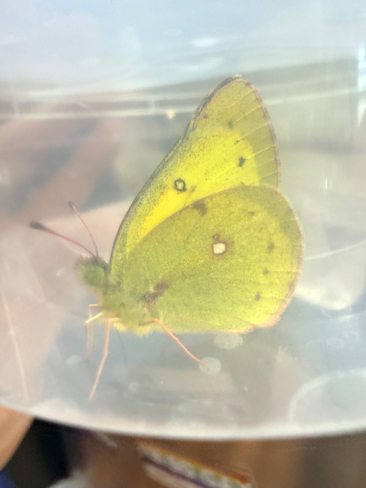 Clouded Sulphur — Glass Dome