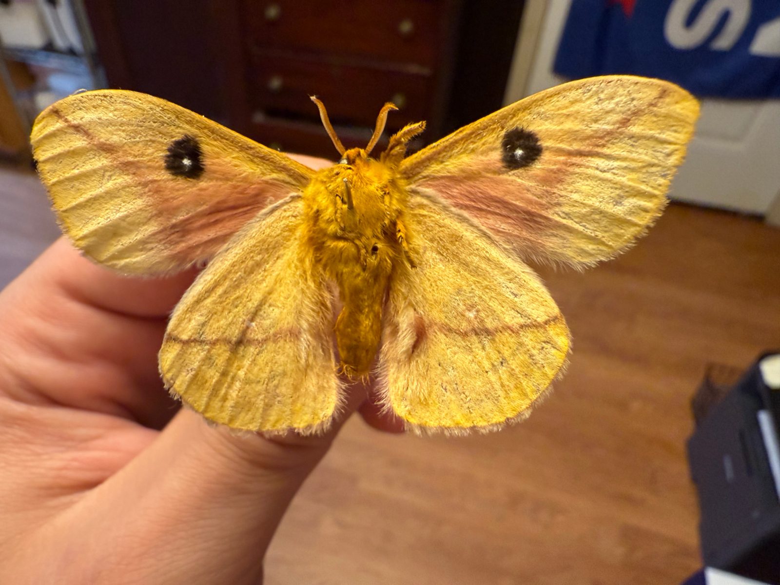 Io Moth — Framed Shadowbox